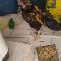 خروس نصل دار
