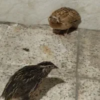چهار عدد بلدرچین