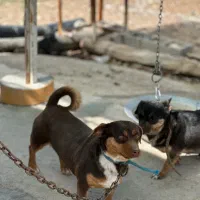 سگ پاکوتاه ماده