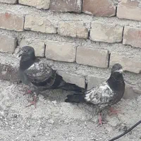 کفتر|پرنده|مینان, |دیوار