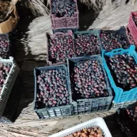 سلام ۴۰۰ کیلو رطب خنوزی دارم برای فروش