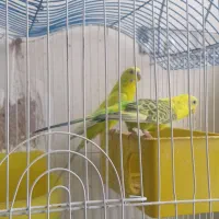 مرغ عشق نر و ماده سالم و سر حال