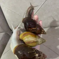 حلزون آچاتینا جوجه