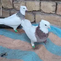 نروماده طوقی هفت‌رنگ.