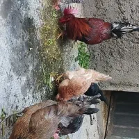 فروش‌مرغ‌وخروس