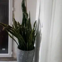گل و گلدان سانسوریا ابلق