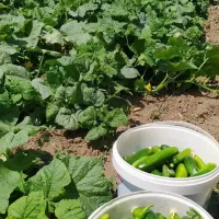 خیار|خوردنی و آشامیدنی|کیار, |دیوار