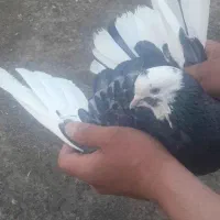 کبوتر کفتر پرشی