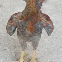 نیمچه خروس گلین