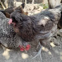یک عدد مرغ کاکلی
