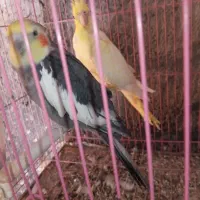 جفت عروس هلندی