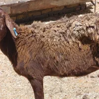 گوسفند42کیلویی قربانی