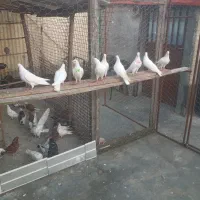 کبوتر پتی والا ساعت سنگین