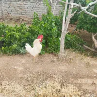 دو عدد خروس یک ساله