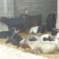 بز داشتی چاق