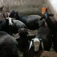 بره قوچ های کشتاری برای قربانی کردن موجود میباشد