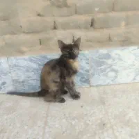 واگذاری گربه با توله ها