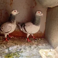 بزک سبز پلاکی