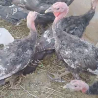 بوقلمون