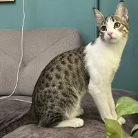 واگذاری گربه dsh