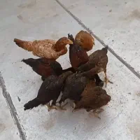 جوجه لاری ۵و۶ ماهه