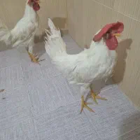 خروس جوان اذان گو  5ماه