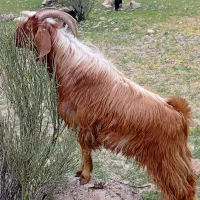 کهره چپش برای داشت