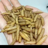 لارو مگس سرباز سیاه