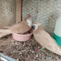 کفتر کرواتی زرد جفتگاع