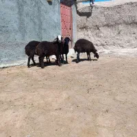 بره نر  پشندی