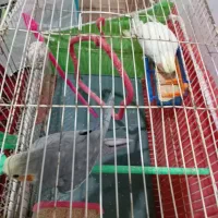 عروس هلندی جفت