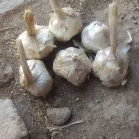 سیر امسال
