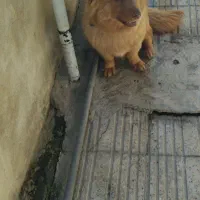 یه‌سگ‌پاکوتاه‌‌نژاداشپیت