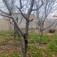 200متر زمین در روستای جمال آباد