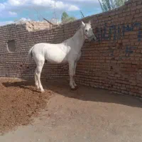 اسب کردنریان