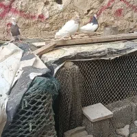 کبوتر ‌طوقی