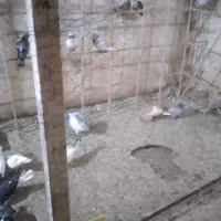 کبوترپرشی نرماده