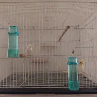 مرغ عشق سفید و عروس هلندی سفید