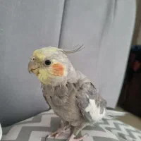 گمشده