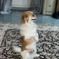 سگ نژاد دار تربیت شده