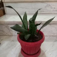 گل وگیاه طبیعی