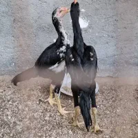 جوجه اوشامو