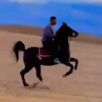 اسب نریون مناسب عشقبازان