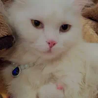 گربه|گربه|میاندوآب, |دیوار