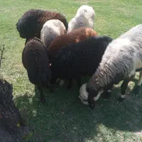 فرش۷عدد کاور مالچه