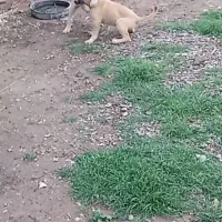 یک جفت توله ای نرماده