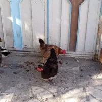 مرغ و اردک.موقعیت جغتای