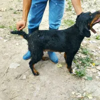 سگ شکاری