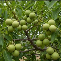 پیوند گردو تضمینی خوشه ای