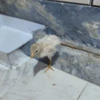 جوجه سه ماه رایگان